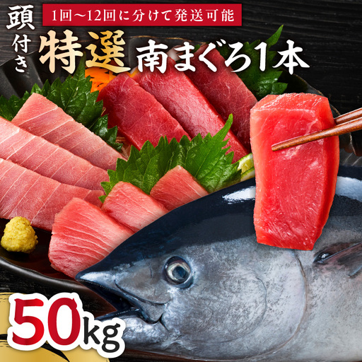 【 定期便 】 特選 寿司 用 南まぐろ 1本 頭付き （ 1～12回 配送 ） M005-T08 冷凍 マグロ 定期