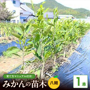 [2027年先行予約]八朔(はっさく) 苗木 2年生 1本 