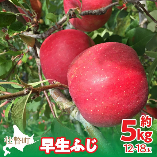 【先行予約】北海道壮瞥町産りんご「早生ふじ」約5kg(12～18玉)＜2026年10月中旬よりお届け＞ SBTF009