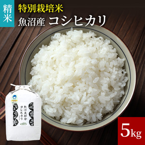 令和7年産 米農家自慢の 特別栽培米 魚沼産 コシヒカリ（精米）5kg×1袋 お米 