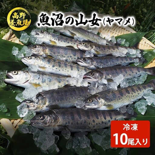 魚沼の山女（ヤマメ）冷凍10尾入り 魚貝類 川魚 