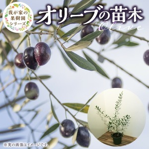 チーム田主丸『我が家の果樹園』シリーズ [オリーブ]_オリーブ 苗木 高さ 約 50cm 鉢径 6号 チーム田主丸 我が家の果樹園 シリーズ 初心者 育てやすい おしゃれ 人気 常緑樹 庭木 果樹 植樹 鉢植え 庭植え ガーデニング 国産 お取り寄せ 福岡県 久留米市 送料無料 〔Hf018〕