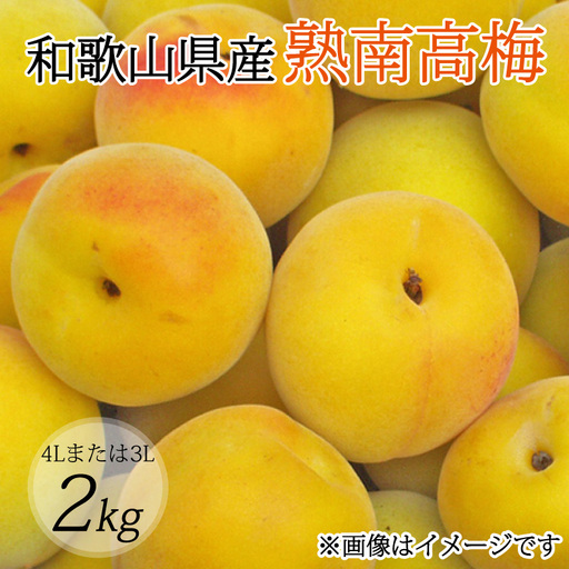 【先行予約】和歌山県産 紀州熟南高梅 2kg (4Lまたは3Lサイズ) 生うめ 大粒 梅干し 梅酒用 ご家庭用 青梅 黄梅 2027年6月上旬〜7月上旬発送【art006B】