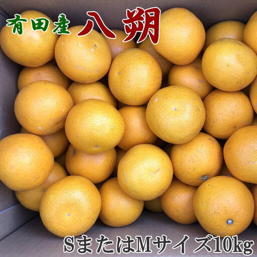 [手選果]先行予約 有田産の八朔10kg(SまたはMサイズいずれかお届け)[2027年1月下旬〜2027年2月下旬頃] みかん 柑橘類[tec845A]