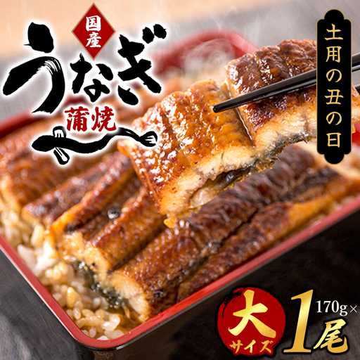 【国産 大型サイズ】ふっくら柔らか国産うなぎ蒲焼き 約２人前 化粧箱入  うなぎ 国産 特大【uot714A】
