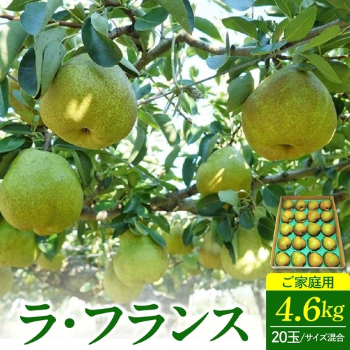 ラフランス　４.６ｋｇ　２０玉　Ｍ・Ｌサイズ混合　ご家庭用　0012-2613