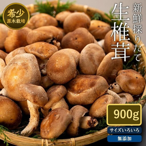 希少・原木栽培！屋久島産・新鮮採りたて生椎茸　900g（180g×5袋） | 椎茸