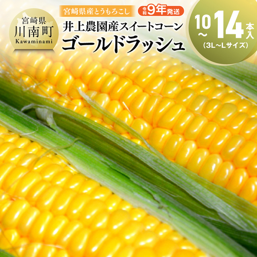 【令和9年発送】井上農園産スイートコーン(ゴールドラッシュ)10~14本