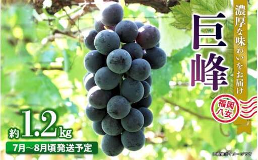 [受付終了間近][2026年7月〜8月発送予定]九州・福岡フルーツ王国八女から直送!巨峰[ぶどう]4パック(約1.2kg)[配送不可:北海道・沖縄・離島] 巨峰 ブドウ フルーツ デザート 旬 果物 直送 果汁 みずみずしい 福岡県 八女市 072-006