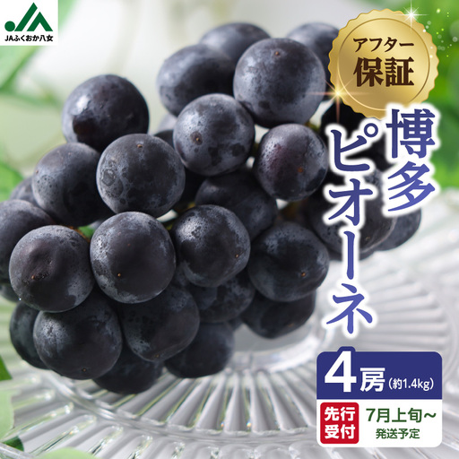 博多ピオーネ 1.4kg(約350g×4パック)[JAふくおか八女]