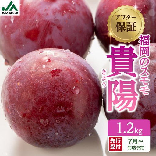 [先行受付][福岡のスモモ]貴陽 1.2kg|JAふくおか八女| すもも すもも フルーツ 産地直送 高糖度 糖度18度 美味しい 濃厚 甘酸っぱい 旬 先行予約 数量限定 期間限定 クール便 冷蔵配送