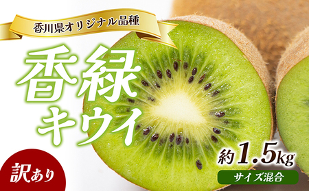 キウイ 香緑 訳あり 香川県産 キウイ[1.5kg]