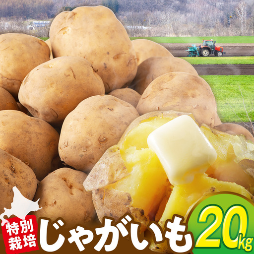 [先行受付]R8年産 特別栽培(男爵)じゃがいも 20kg | ジャガイモ 芋 男爵 馬鈴薯 大容量 新鮮 野菜 煮物 カレー シチュー ポテト 保存 特産 産地直送 北海道 津別町 送料無料