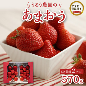 [2026年11月より順次発送]うるう農園のあまおうDX等級 2パック(570g)_ いちご あまおう フルーツ 果物 〔Fi007〕