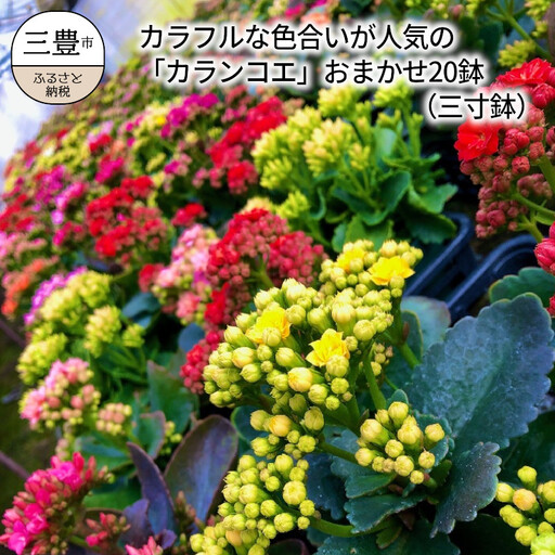 カラフルな色合いが人気の「カランコエ」おまかせ20鉢(三寸鉢)