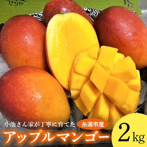 【2026年発送】 小池さん家が丁寧に育てた アップルマンゴー 2kg 沖縄県産 マンゴー アーウィンマンゴー 2キロ 国産 完熟マンゴー 果物 南国 くだもの フルーツ 完熟 夏 旬 沖縄 お取り寄せ 産地直送 農家直送 甘い 濃厚 糸満市 126-11