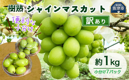 [早期予約]訳あり シャインマスカット 約1kg 樹熟 粒 7パック| 樹熟 粒 7パック 富山県産 マスカット ぶどう ブドウ 葡萄 ※北海道・沖縄・離島への配送不可 ※2026年10月〜発送