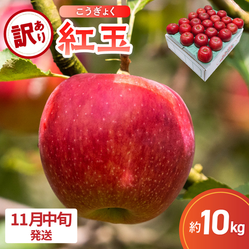 【2026年11月中旬発送】【訳あり】 りんご 10kg 紅玉 アップルパイ に最適 青森 不揃い
