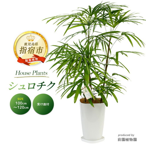 [観葉植物]シュロチク100cm〜120cm 前園植物園 IB002-013 観葉植物 ※北海道・沖縄・離島配送不可
