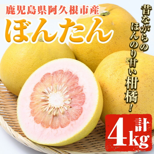 [先行予約受付中!2027年1月上旬以降順次発送予定]数量限定!鹿児島県阿久根市産ボンタン(計4kg) 国産 ぼんたん 文旦 果物 くだもの フルーツ 柑橘[松永青果]akn053-01