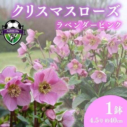 【 先行予約 ：2026年12月発送 】 花 クリスマスローズ ラベンダー ピンク 4.5号 花 花 オンライン決済限定