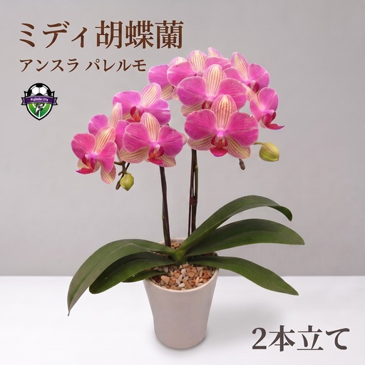 胡蝶蘭 アンスラ パレルモ 2本立 花 ミディ胡蝶蘭