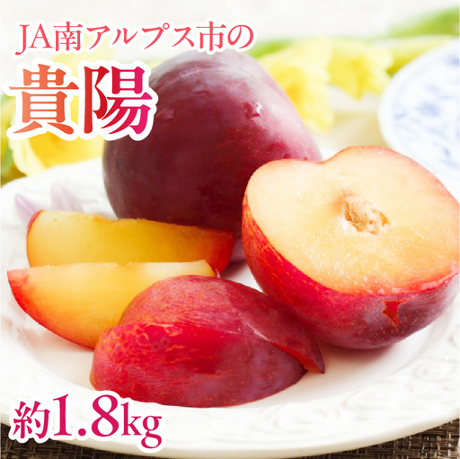 【2027年(令和9年)発送先行予約】来年発送！！すもも「貴陽」約1.8ｋｇ ALPAA024