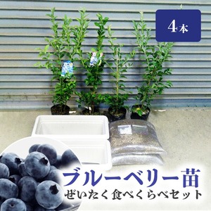 ブルーベリー苗4本 ぜいたく食べくらべセット_ブルーベリー 苗 2年生 4本 ぜいたく食べ比べ セット ブルーシャワー ティーフブルー ガーデンブルー ミノウブルー 専用土 鹿沼土 赤玉土 腐葉土 IB化成肥料 専用鉢 2個 説明書付 スターター ジャム ヨーグルト 苗木 果樹 送料無料 久留米市 福岡県 〔Hf013〕