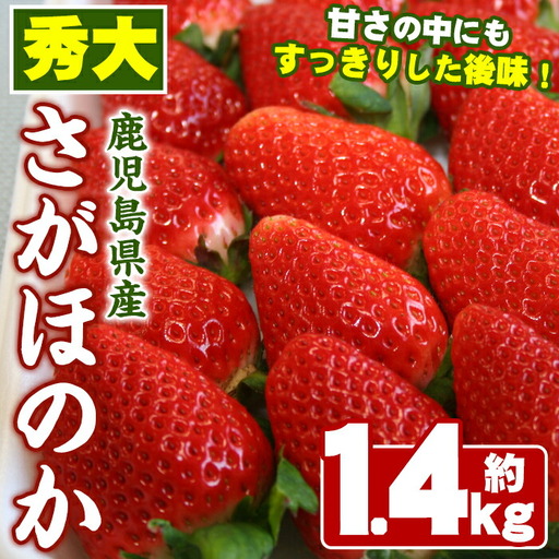 ＜先行予約受付中！2027年1月中旬以降順次発送予定＞ 鹿児島県産 いちご (さがほのか「秀大」・計約1.4kg・40粒×2箱) 鹿児島 阿久根 果物 フルーツ イチゴ いちご 苺 さがほのか デザート おやつ 期間限定 数量限定 【鹿児島いずみ農業協同組合】akn018-21