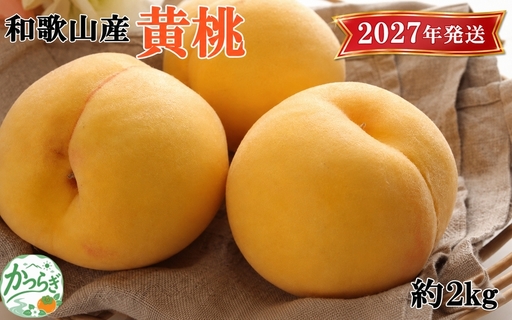 桃 人気 和歌山県産 黄桃(つきあかり、ゆめおうみ)約2kg[数量限定] [2027年7月中旬〜2027年7月下旬頃に順次発送予定][TM177][TM018-tecj1007A]