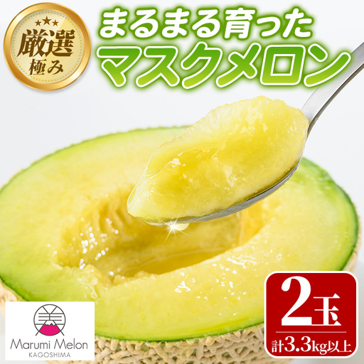 【0242205a】まるまる育ったマスクメロン(2玉・計3.3kg以上) マスクメロン フルーツ 果物 果実 3キロ 数量限定 期間限定【まる美園芸組合】