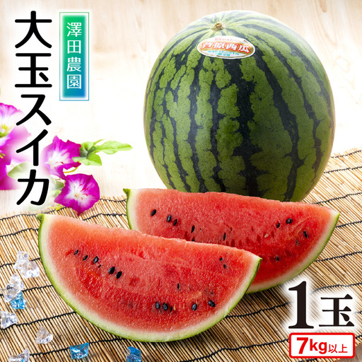 [先行予約]大玉スイカ(7kg以上 1玉入) 皮際まで甘い!シャリ感も抜群!/ あわら 果物 フルーツ すいか 人気 産地直送 ※2027年6月中旬より順次発送 [aw039-a024]
