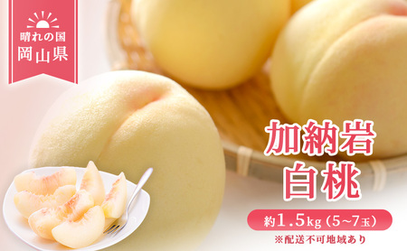 [ 2027年 先行予約] 桃 岡山県産 加納岩 白桃 約1.5kg(5〜7玉) [2027年6月下旬-7月上旬頃出荷] 白桃 岡山 はくとう スイーツ フルーツ 果物 先行予約 数量限定 期間限定 岡山 里庄町 モモ もも 桃