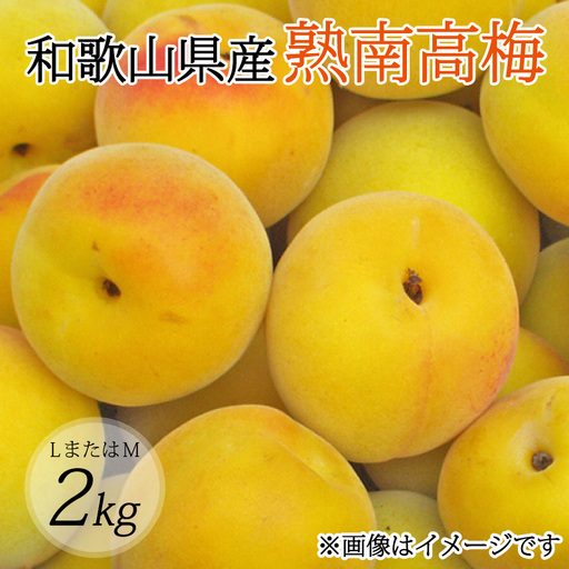 [梅干・梅酒用](LまたはM-2Kg)熟南高梅[2027年6月上旬〜7月上旬ごろに順次発送予定][art012B]