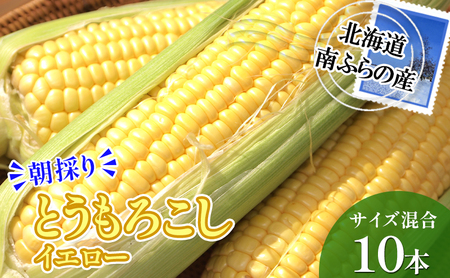 南ふらの産 朝採り とうもろこし (イエロー)[サイズ混合]10本 北海道 南富良野町 トウモロコシ とうきび トウキビ 2026年発送 先行予約 野菜 12本 コーン