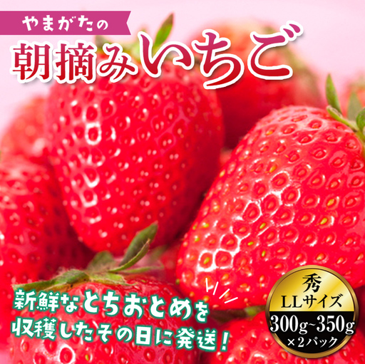[2027年先行予約]真っ赤に育った冬の贅沢☆朝摘み大粒いちご