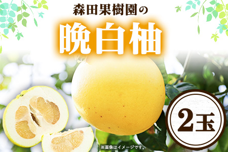 森田果樹園の晩白柚 2玉 森田果樹園《12月中旬-2月末頃出荷》果物 フルーツ サボン 熊本