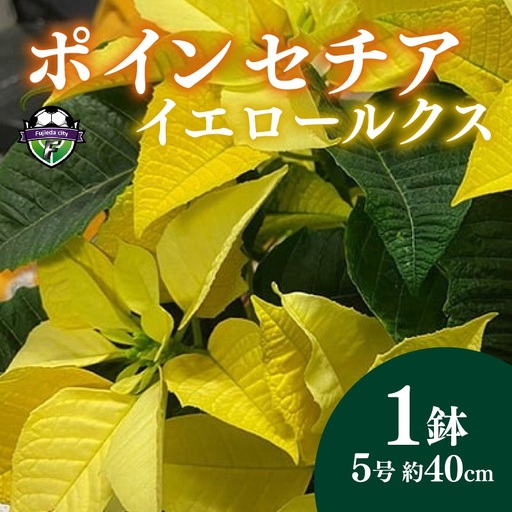【 先行予約 ：2026年11月発送 】 花 ポインセチア イエロー  5号 クリスマス 花