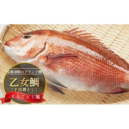 【 鯛 】 鯛まるごと 1匹 1kg