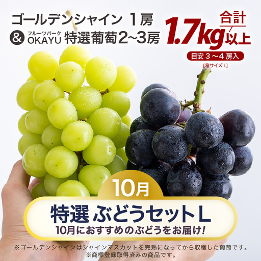 【先行予約】【訳あり】10月特選 ぶどうセットL 1.7kg以上（3～4房）／ 葡萄 シャインマスカット 完熟 ゴールデン シャイン 品種 おまかせ あわら 農家おすすめ ※2026年10月より順次発送 [aw007-b001]