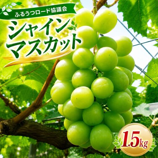 【数量限定】ふるうつロード協議会の「シャインマスカット」 約1.5kg | フルーツ 果物 くだもの ぶどう ブドウ 葡萄 シャインマスカット マスカット 国産 大分県 中津市