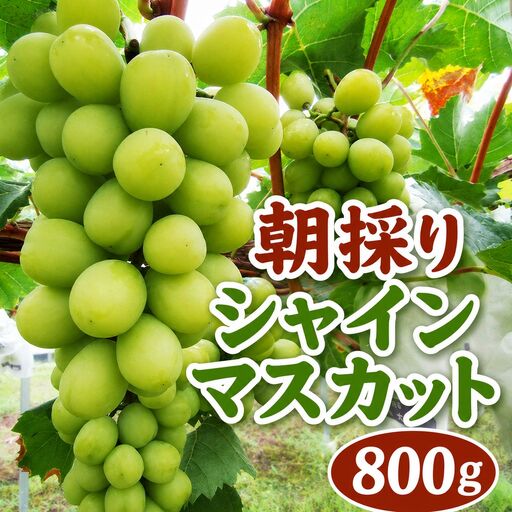 [数量限定]中津市産ぶどう シャインマスカット 約800g | フルーツ 果物 くだもの ぶどう ブドウ 葡萄 マスカット 国産 産地直送 おきだいふぁーむ ぶどう園 大分県 中津市