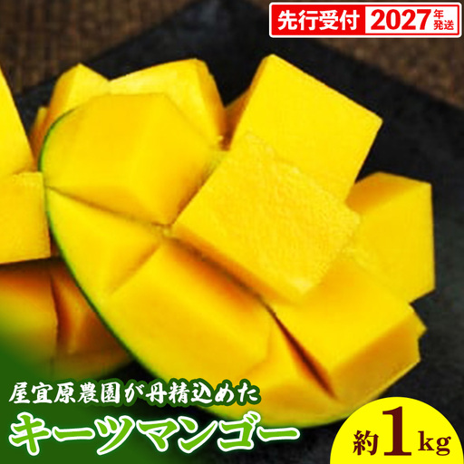 【先行受付】【2027年発送】屋宜原農園が丹精込めた「キーツマンゴー」約1kg - 先行予約 沖縄 産地直送 南国フルーツ 旬の味覚 沖縄県産 国産マンゴー 希少種 オススメ 沖縄県 八重瀬町
