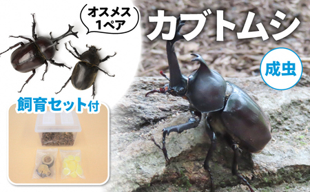 [配送期間は2026年6月下旬〜8月上旬に随時配送]カブトムシ(成虫)オスメス1ペア飼育セット付 生き物 かぶとむし 昆虫