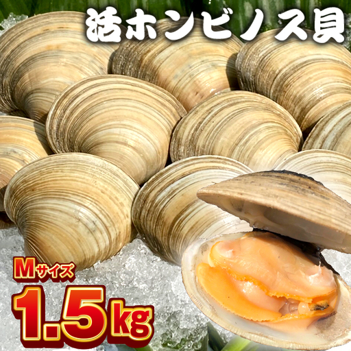 漁師直送！活ホンビノス貝1.5kg（Mサイズ）