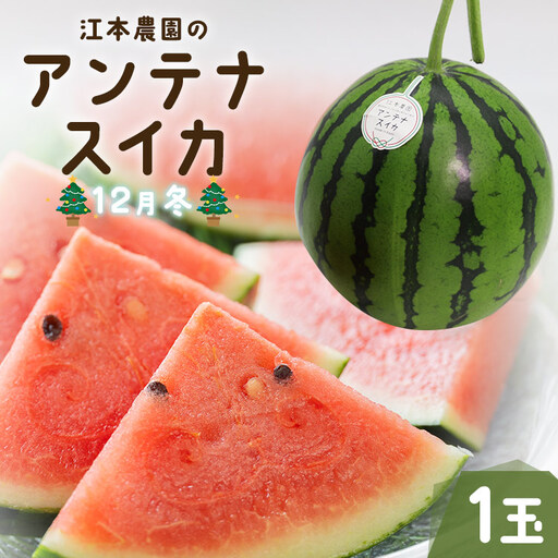 【期間限定】江本農園の12月冬アンテナスイカ1玉 - すいか 贈り物フルーツ 果物大好き 食後 デザート おやつ em-0035