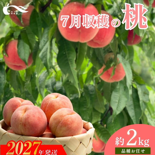 もも 7月収穫の桃 品種お任せ 約2kg[2027年発送]No.1757