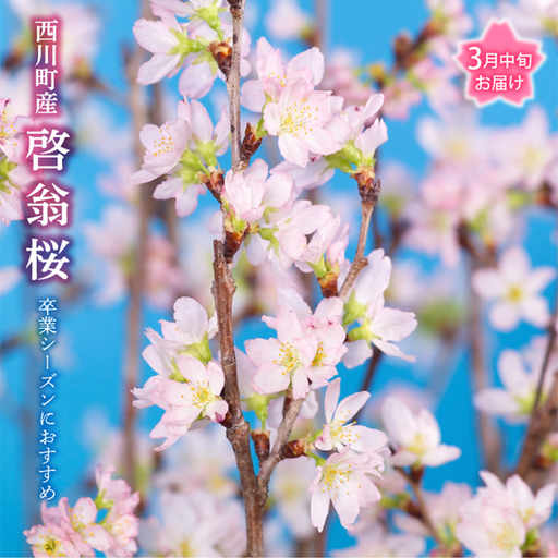 FYN9-452 【2027年3月中旬お届け】 山形県 西川町産 啓翁桜 1束(80cm×10本) 2027年3月中旬から順次発送 学校 卒業 卒業式 春 桜 さくら サクラ 花 フラワー 飾り 山形県 西川町 月山