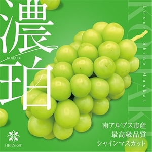 ＜2026年発送先行予約＞山梨県南アルプス市産シャインマスカット　濃珀【～KOHAKU～】700g以上　1房入り ALPAH024