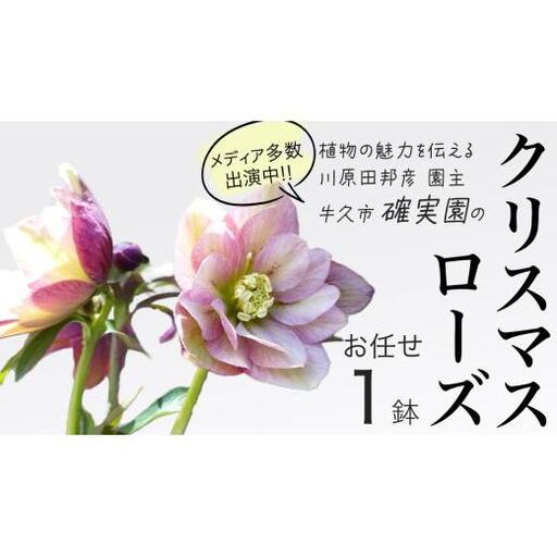 《 先行予約 》【 確実園 オリジナル 】 クリスマスローズ （おまかせ1点）